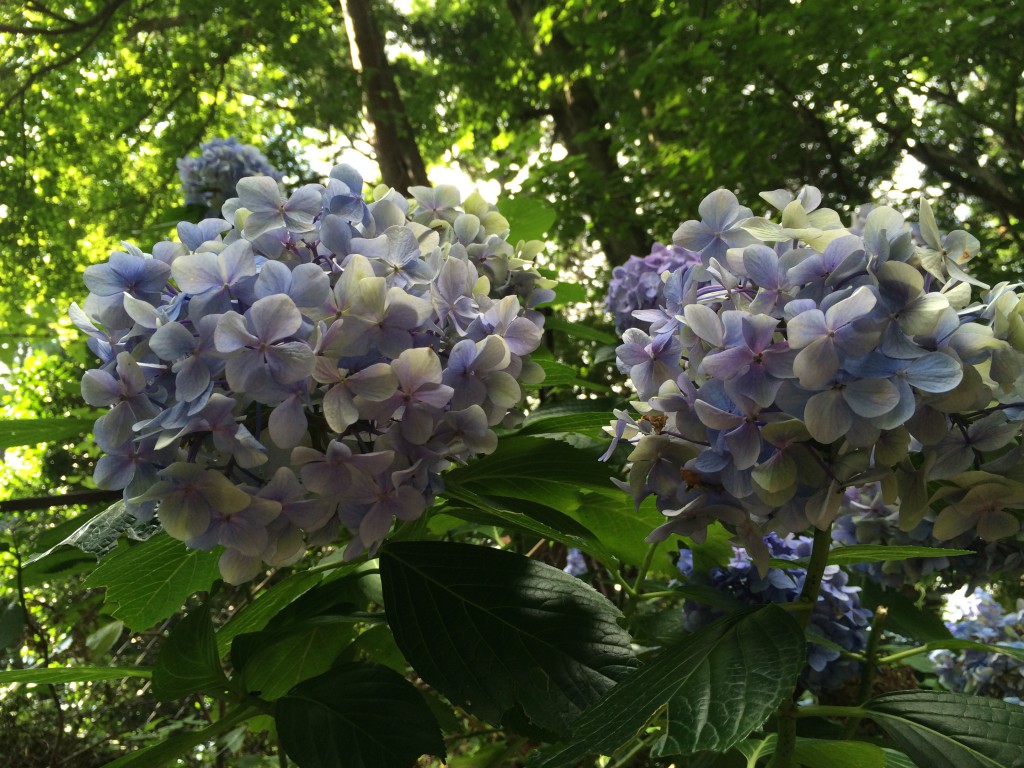 高尾山の紫陽花